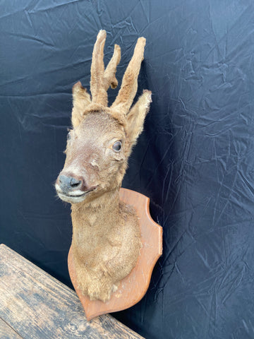 Taxidermy Deer Head Three