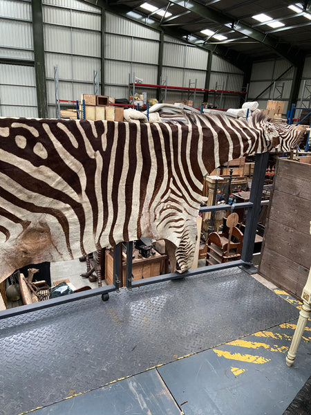 Large genuine zebra skin rug.&nbsp;