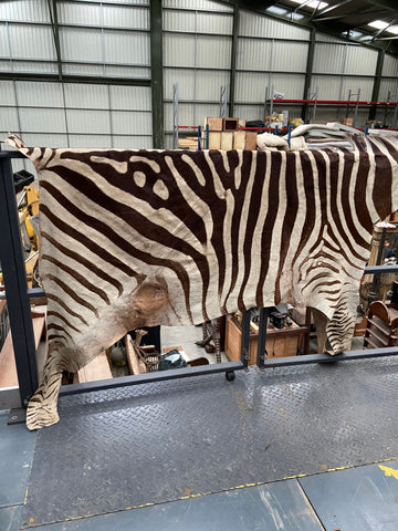 Large genuine zebra skin rug.&nbsp;
