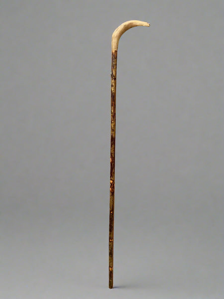Wood holly walking stick with a simple curved hand-carved handle.