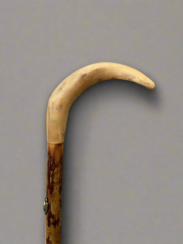 Wood holly walking stick with a simple curved hand-carved handle.
