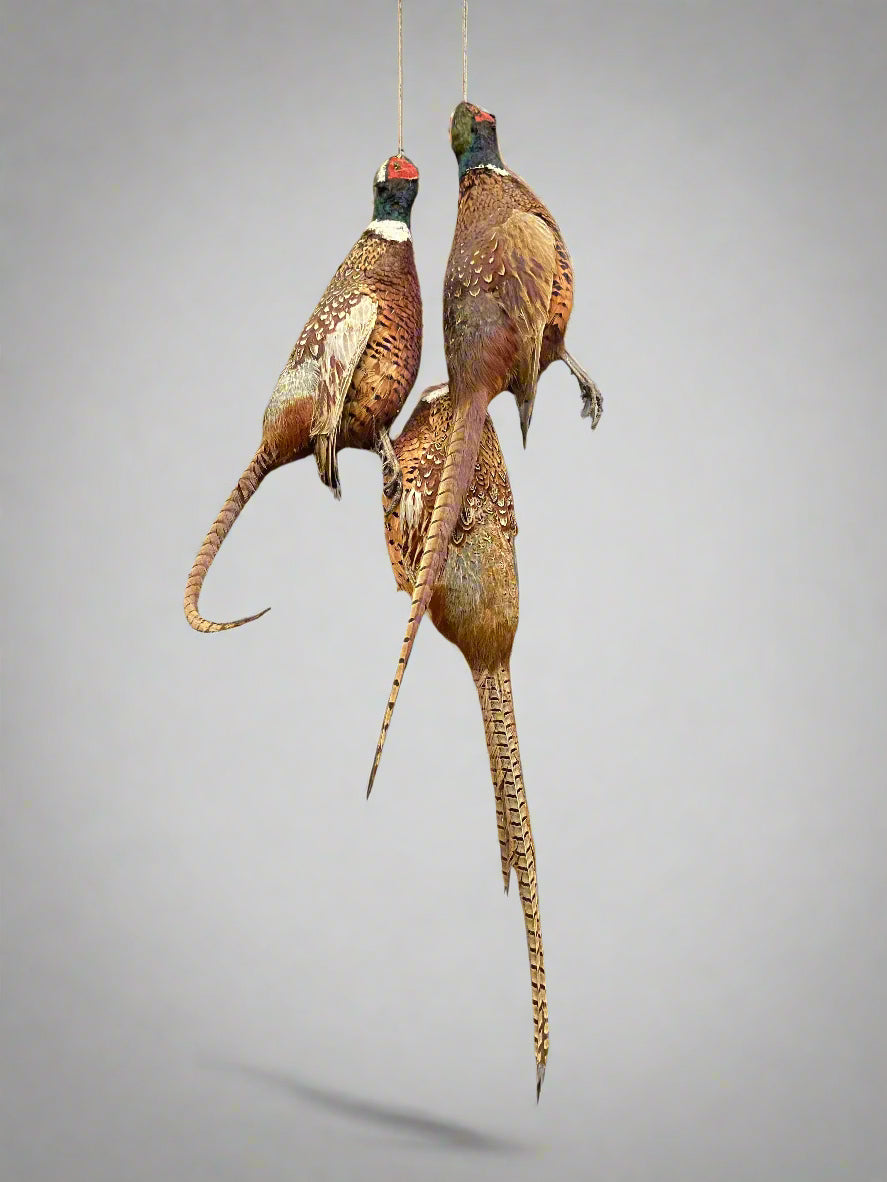 A set of three vintage stuffed taxidermy pheasants.