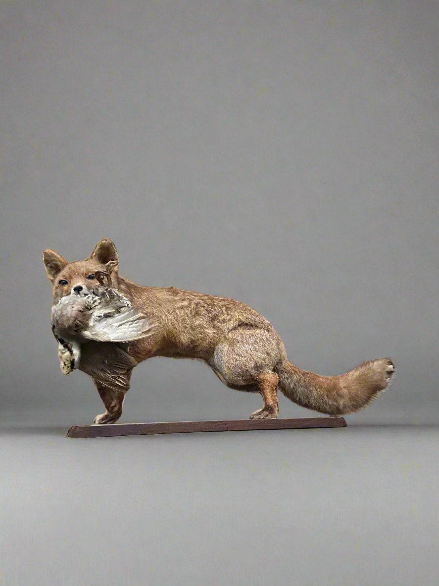 A stuffed taxidermy fox with a bird in its mouth, sitting on a wooden base.