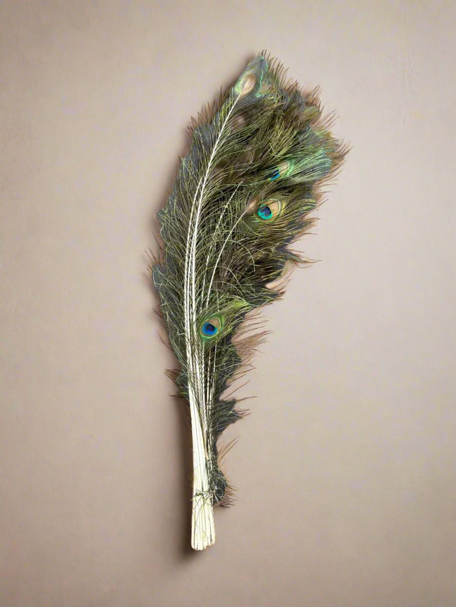 A bunch of natural peacock feathers.