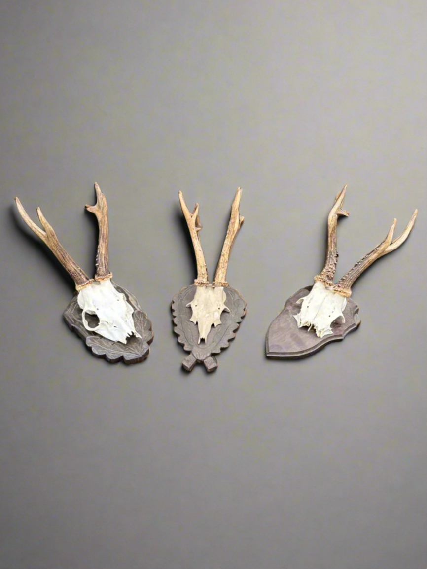 A trio of roe deer antler and skull cap shields, mounted on wooden plaques.