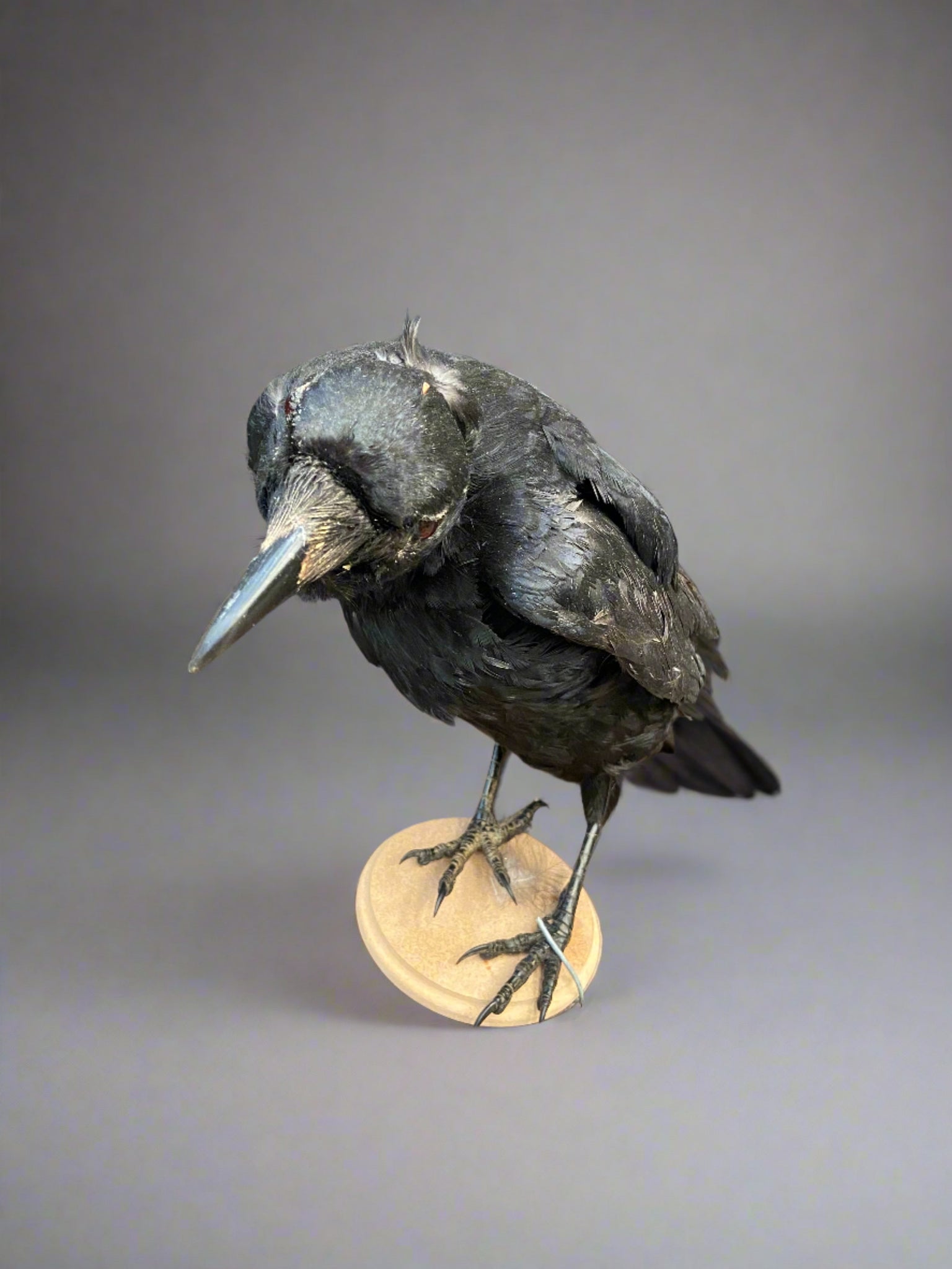 Taxidermy crow mounted on a small wooden disk.