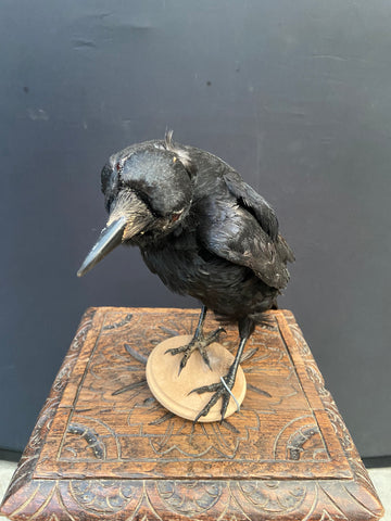 Taxidermy Crow on Stand