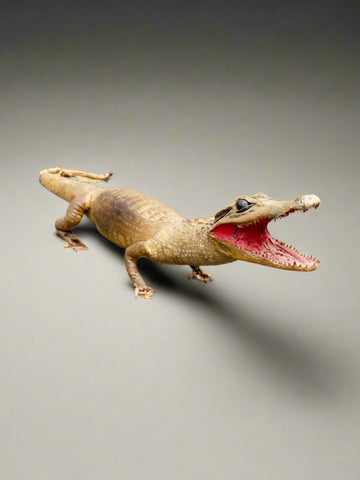 Small taxidermy crocodile.