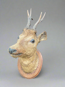 Taxidermy roe deer head mounted on an oval wooden board.