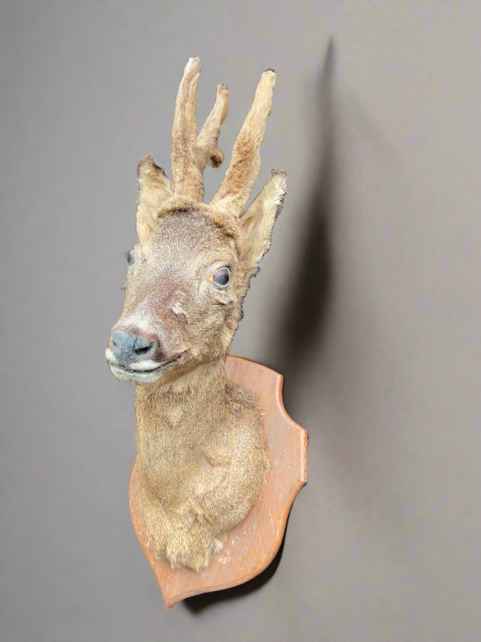 Taxidermy deer head with velvet antlers, mounted on a crest shaped wooden backboard.