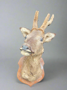 Taxidermy deer head with velvet antlers, mounted on a crest shaped wooden backboard.