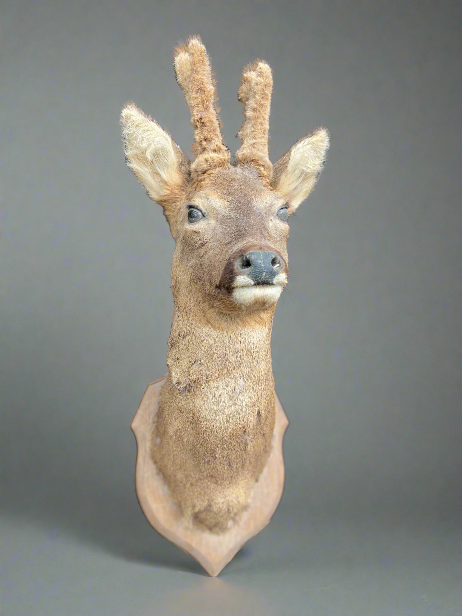 Taxidermy deer head with velvet antlers, mounted on a crest-shaped wooden backboard.