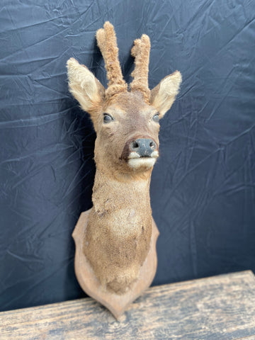 Taxidermy Deer Head Four