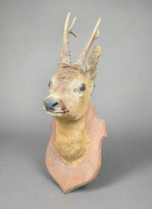 Taxidermy deer head mounted on a crest-shaped wooden backboard.