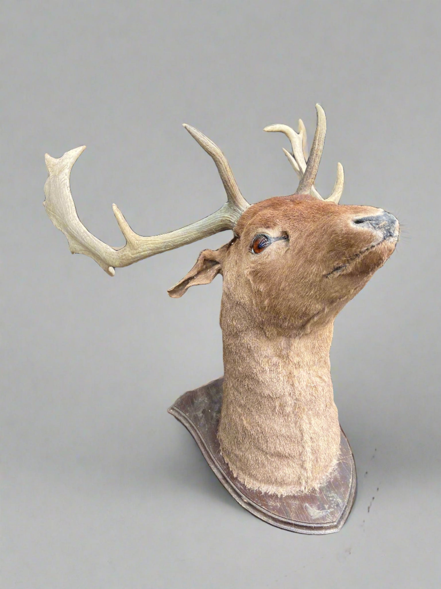Large taxidermy stag head mounted on a crest-shaped wooden backboard.