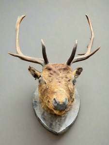 Large taxidermy stag head mounted on a tear-shaped wooden backboard.