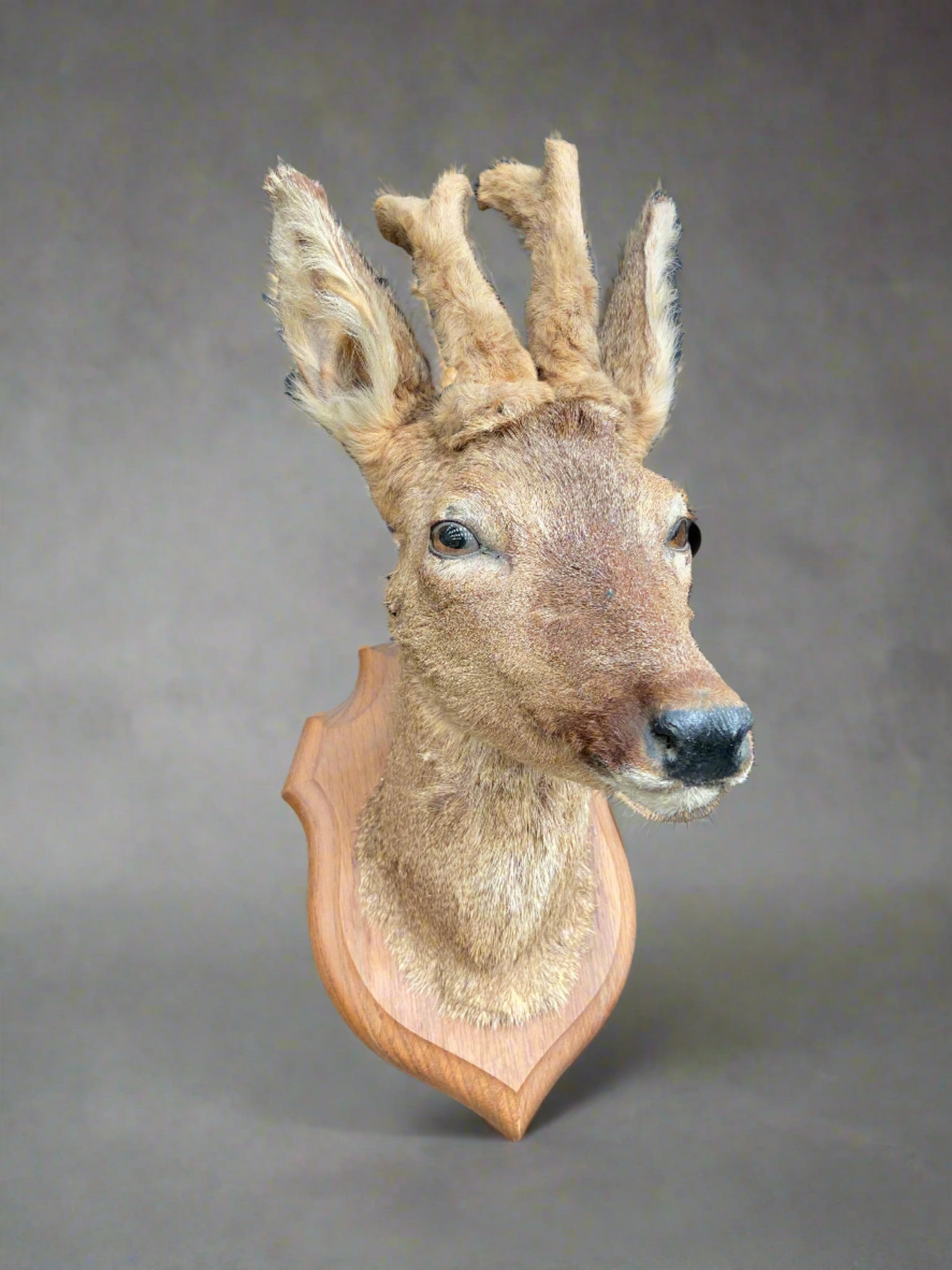 Taxidermy deer head with velvet antlers, mounted on a crest-shaped wooden backboard.