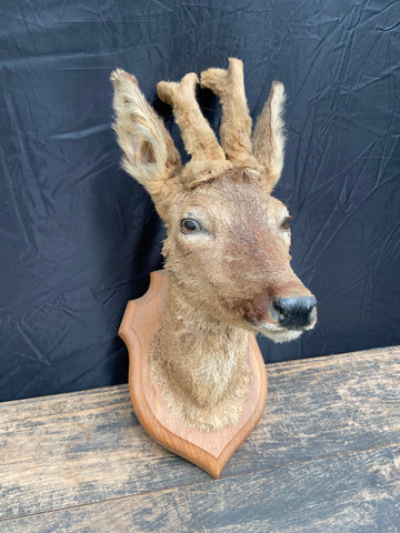 Taxidermy Deer Head Six