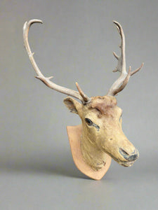 Large taxidermy stag head mounted on a crest-shaped wooden backboard.