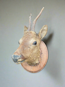 Taxidermy deer head mounted on an oval wooden backboard.