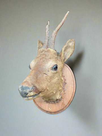 Taxidermy deer head mounted on an oval wooden backboard.