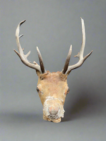 Large unmounted taxidermy stag head.