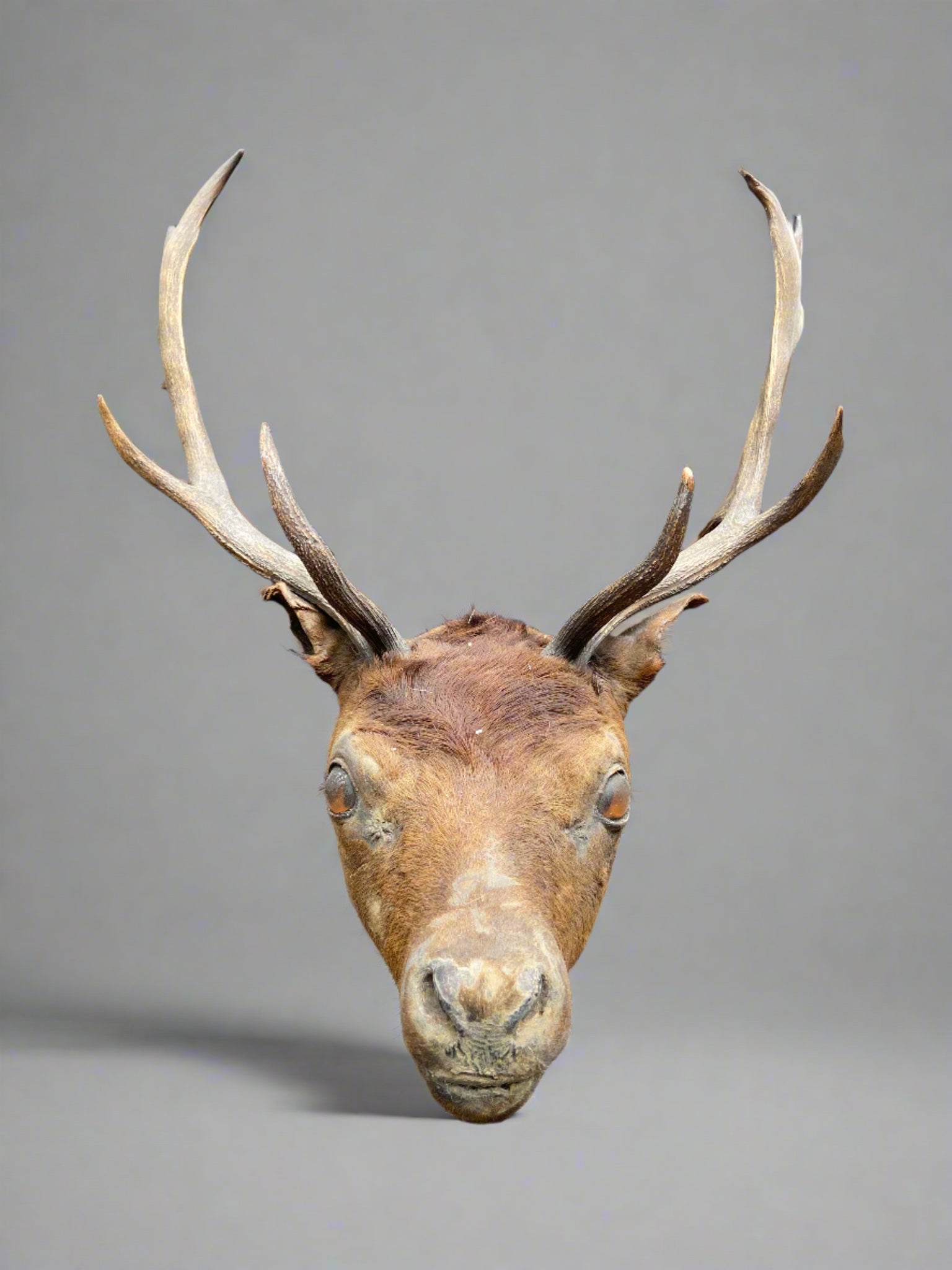 Unmounted large taxidermy stag head.