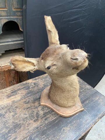 Taxidermy Deer Head Eight