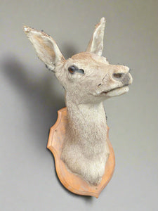 Taxidermy deer head mounted on a crest-shaped wooden backboard.