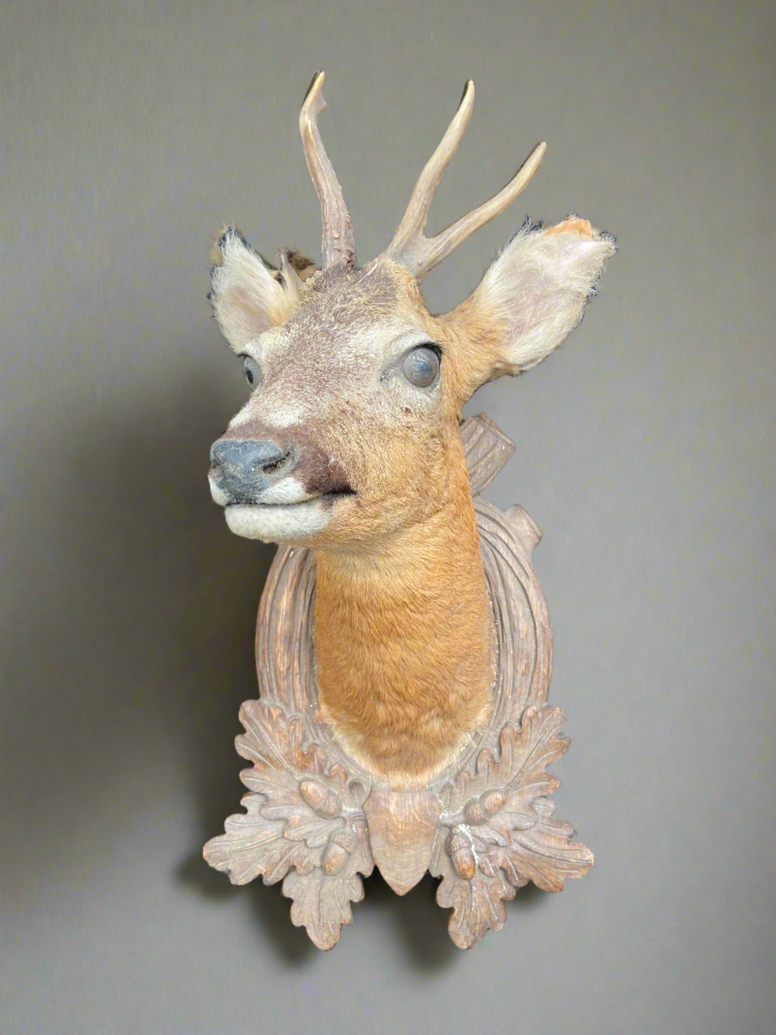 Taxidermy deer head mounted on a carved wooden frame featuring oak leaves and acorns.