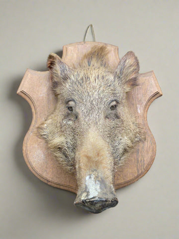 Large taxidermy boar head mounted on a crest-shaped wooden backboard.