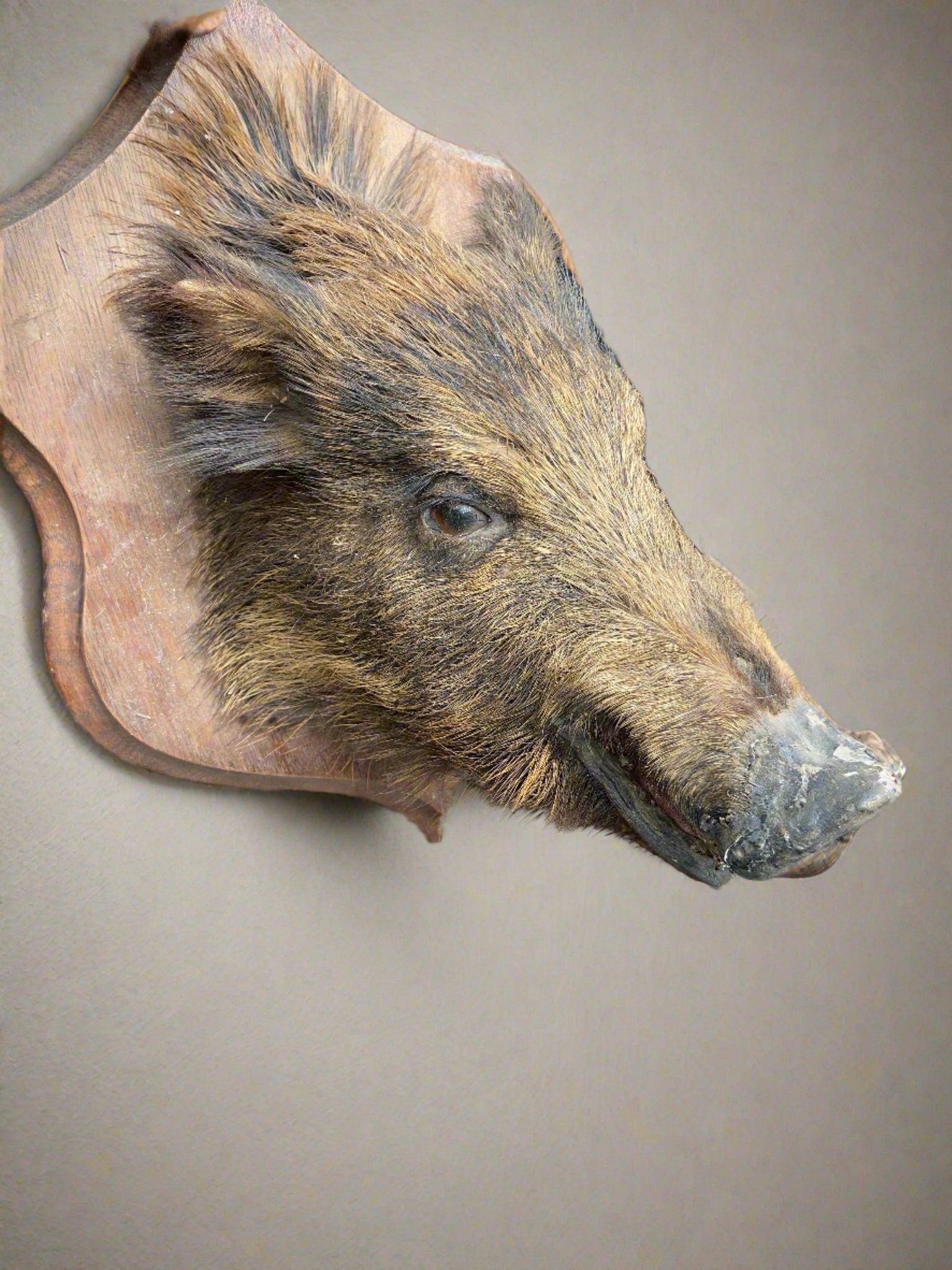 Taxidermy boar head mounted on a crest-shaped wooden backboard.