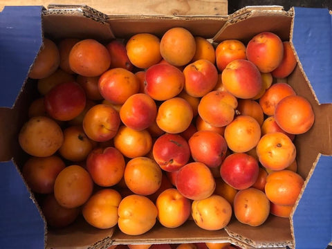 Box of Orange Nectarines