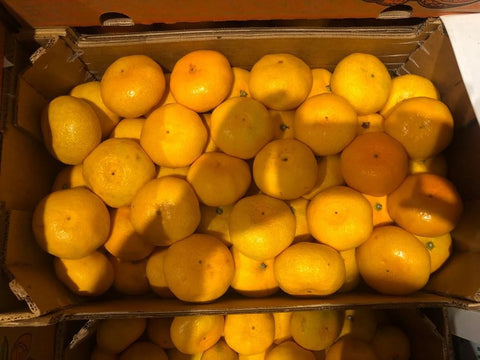 Box of Tangerines