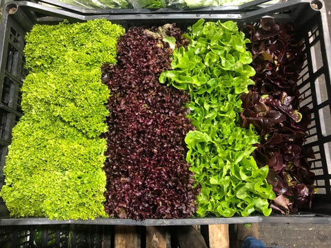 Crate of Mixed Lettuce Leaves