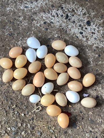 Plastic Chicken Eggs