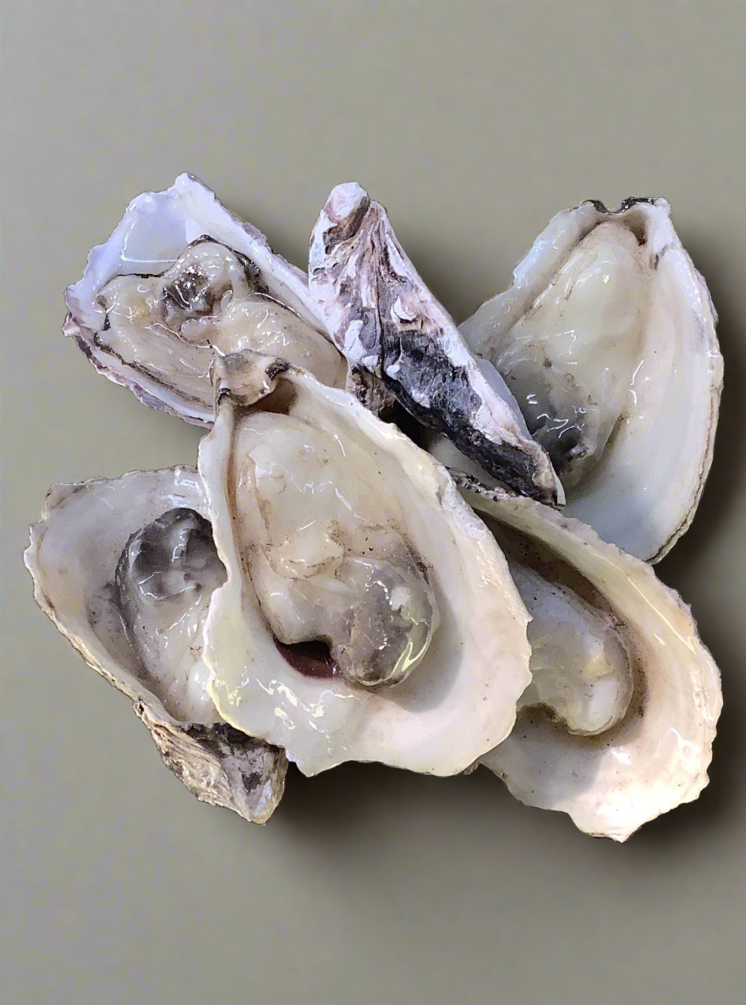 Bags of faux plastic oysters, great for market dressing.
